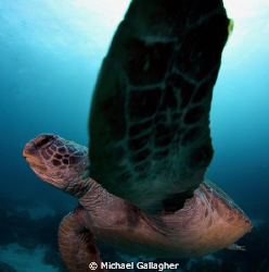 Talk to the flipper!! Turtle with attitude - Julian Rocks... by Michael Gallagher 
